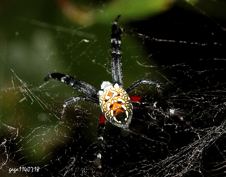  Cyrtophora ikomosanensis