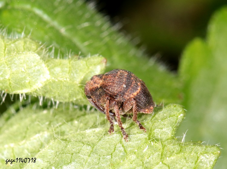  Phaeopholus sp.