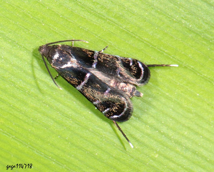 J͸ Glyphipterigidae