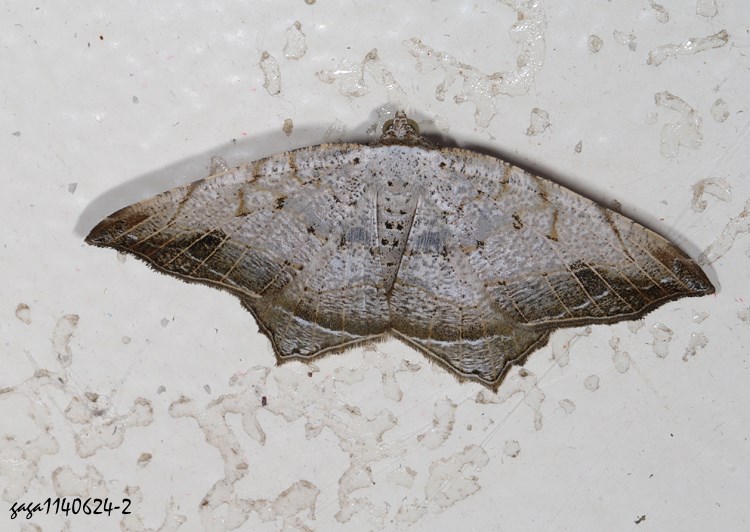 tIͤظ Oxymacaria temeraria