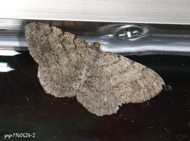 ظ Gnophos delitescens 