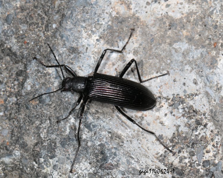 黑長迴木蟲 Strongylium carbonarium