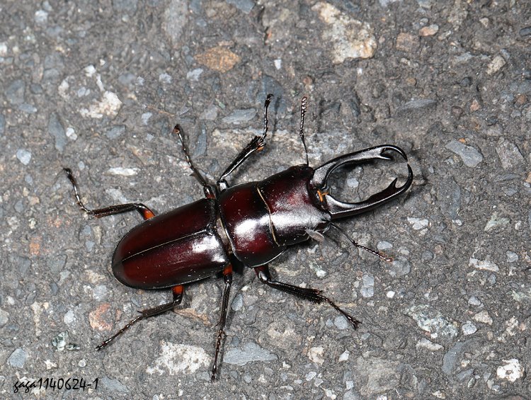_ Prosopocoilus formosanus 