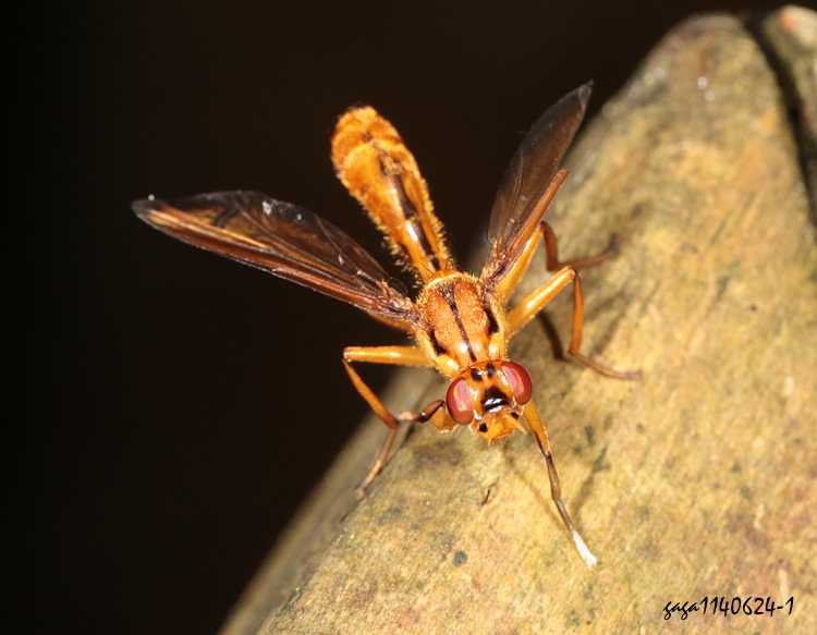 ҥPsf Xenaspis formosae 
