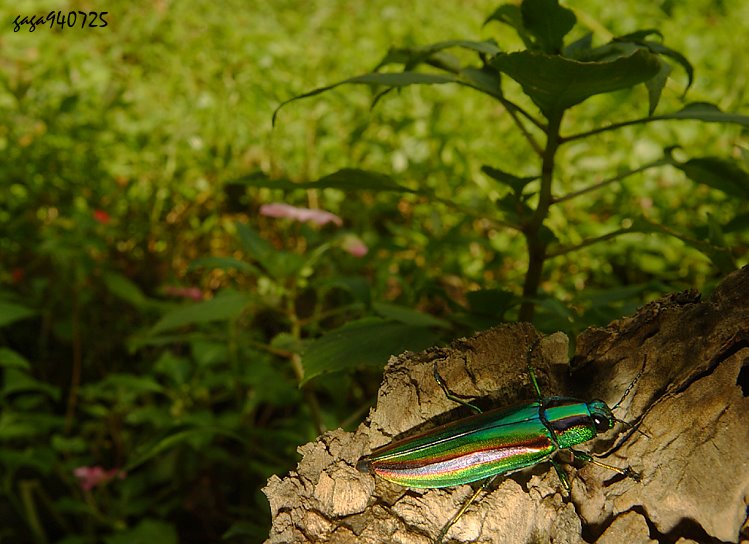 miNB Chrysochroa fulgidissima