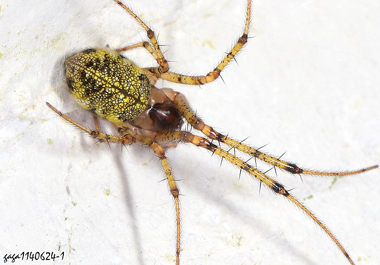 田林高腹蛛 Tylorida tianlin