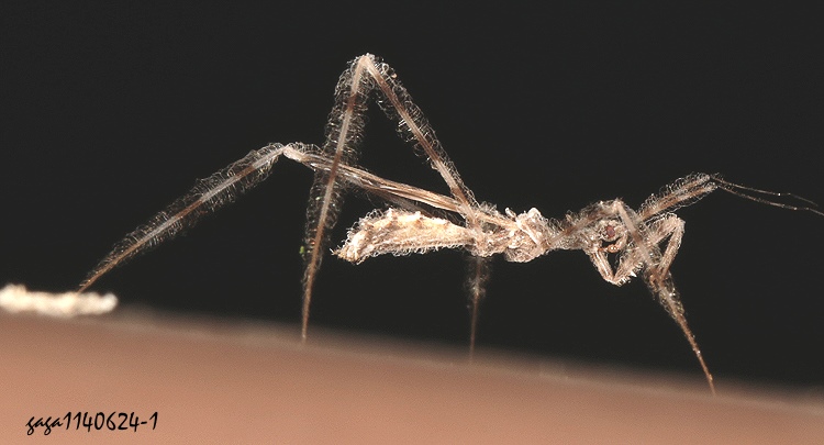  Stenolemus alikakay