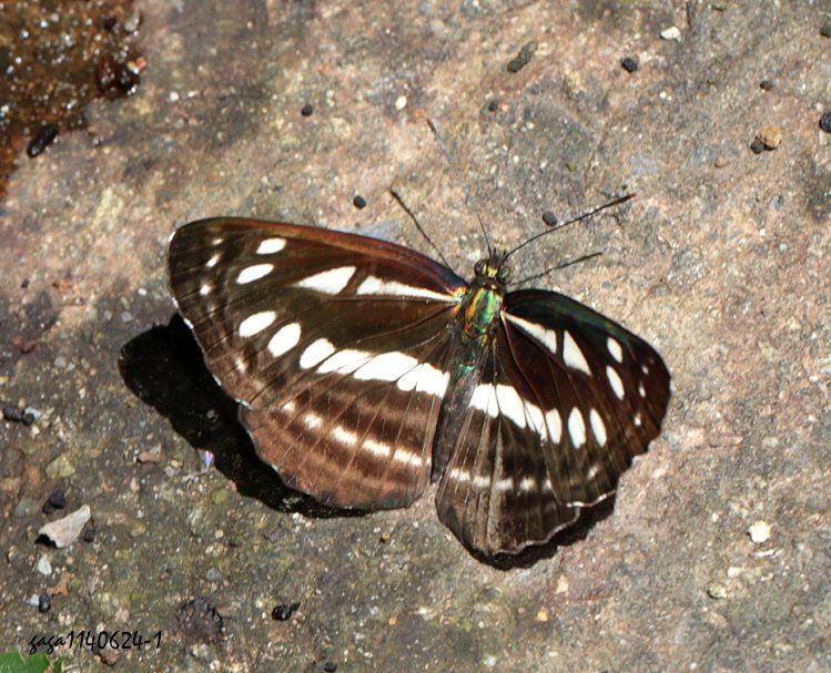 pTu  Neptis sappho formosana