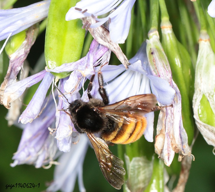 Bombus bicoloratus