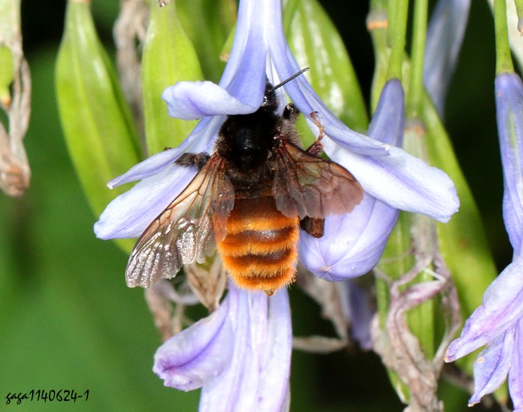 精選熊蜂 Bombus eximius