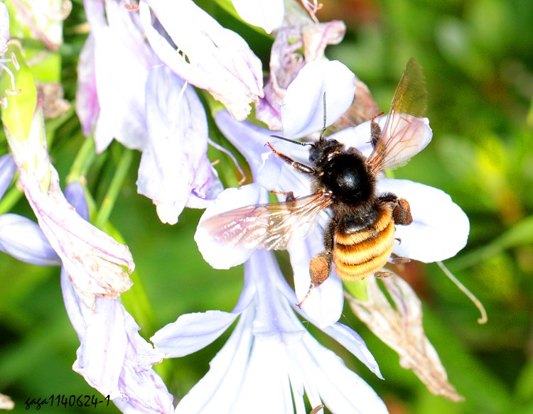 雙色熊蜂 Bombus bicoloratus