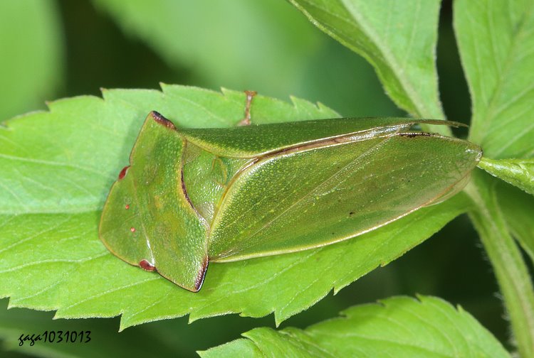 ½tݸ Tituria planata  