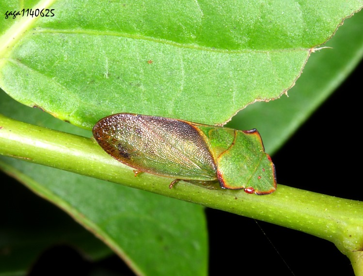 ݸ Tituria sp.