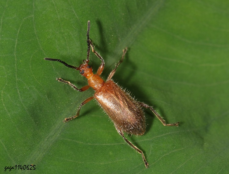 T Cerogria miwai