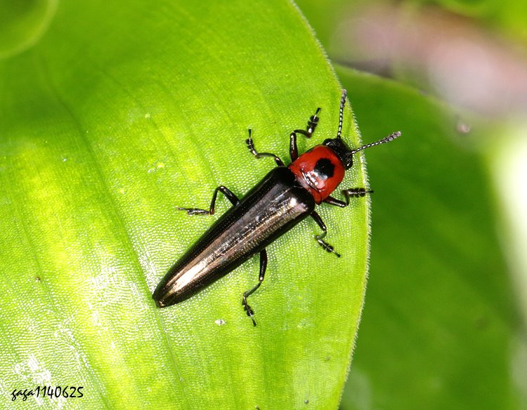 SnYTetraphala elongata