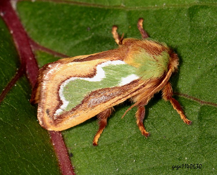 K븿 Caiella viridiflamma