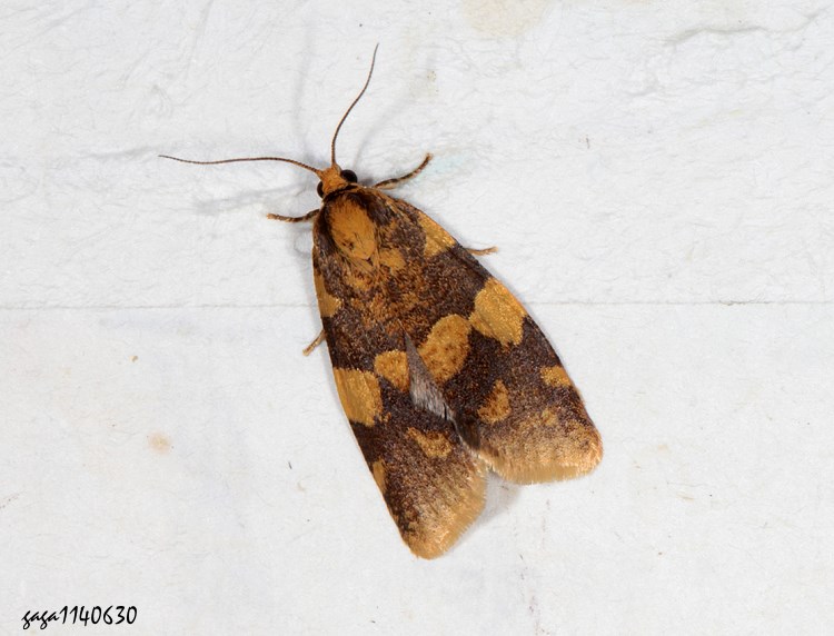 Qsp Olethreutes decrepitana 