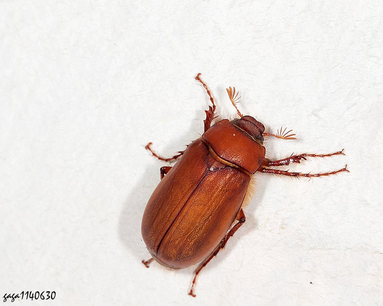 xWt  Hilyotrogus formosanus