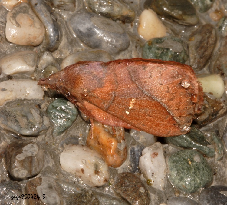 ıױa\ Euthrix ochreipuncta