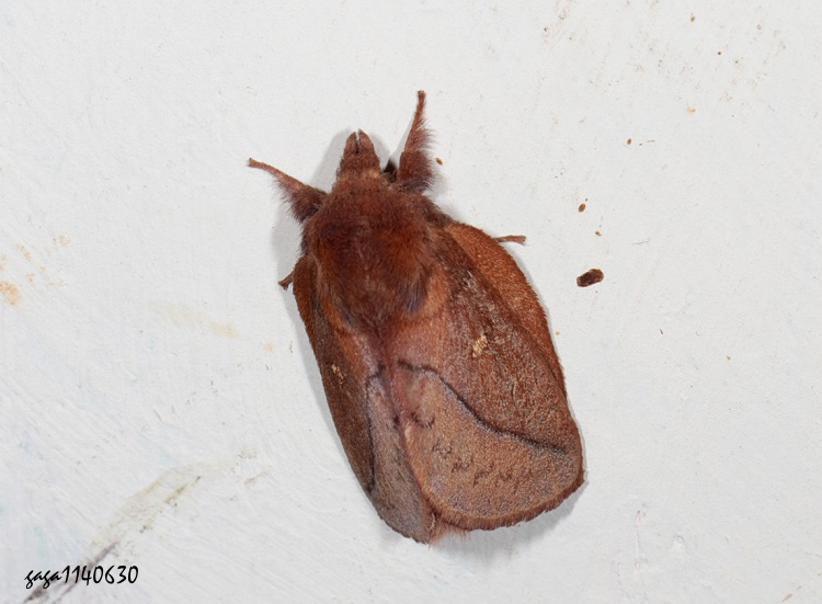 űױa\ Euthrix tamahonis 