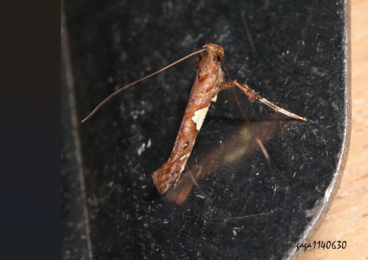 Ӹ Caloptilia sp.