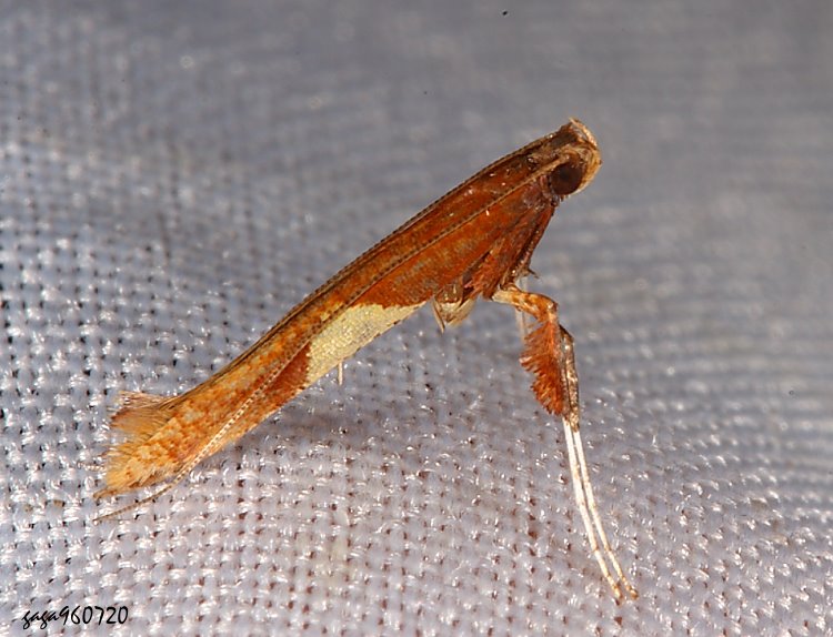 Ӹ  Caloptilia theivota