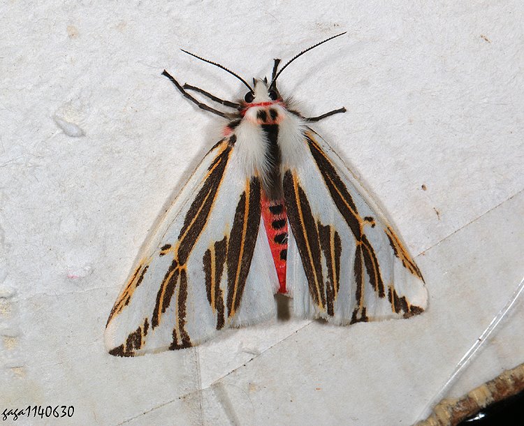 űaÿO Eospilarctia lewisii formosana