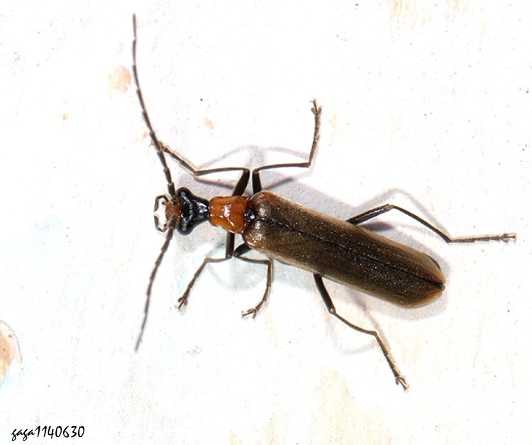  Fissocantharis  sp.