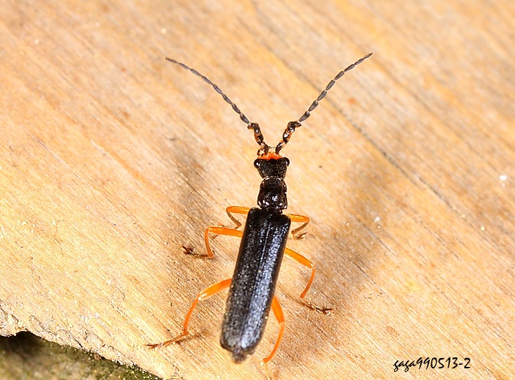 |W Fissocantharis ssulingensis