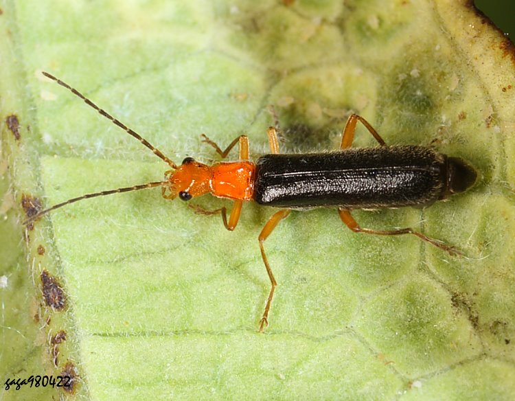 蓬萊異角菊虎 Cephalomalthinus formosanus