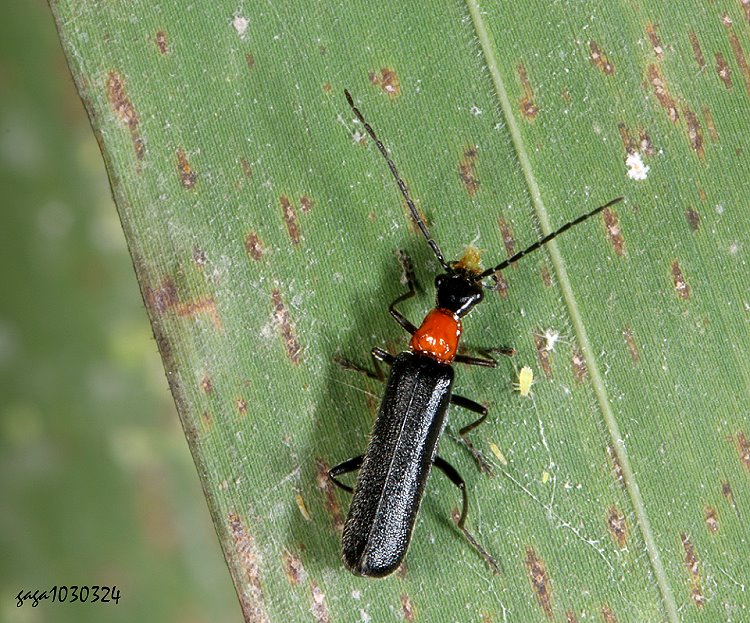 İ_򲧨 Cephalomalthinus fenchihuensis