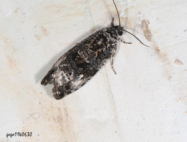 sͤp Hedya vicinana