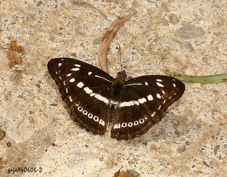 հTu Athyma asura baelia