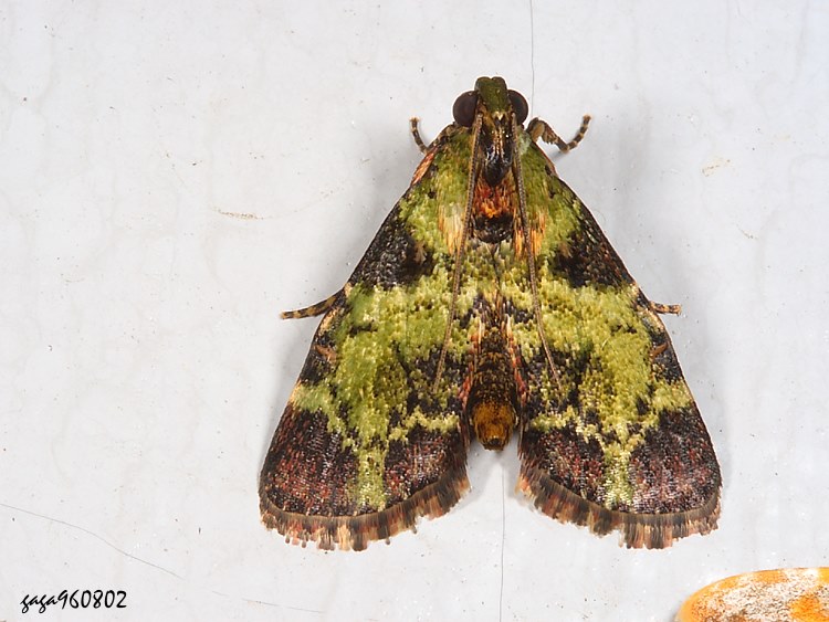  ̺󸭿 Orthaga olivacea