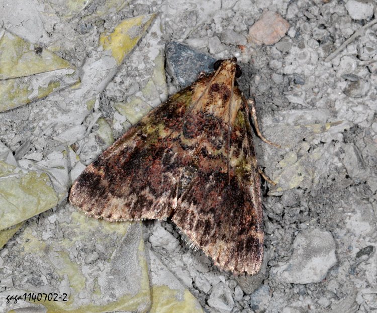 FO Orthaga sp.