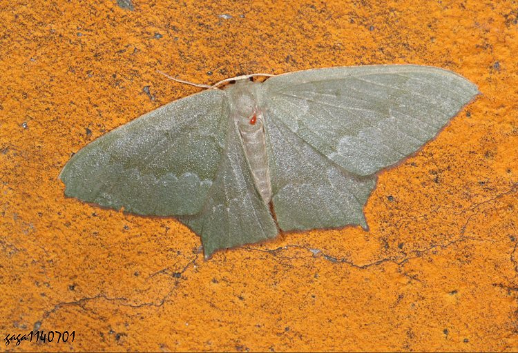 ӥժiظ Jodis argentilineata