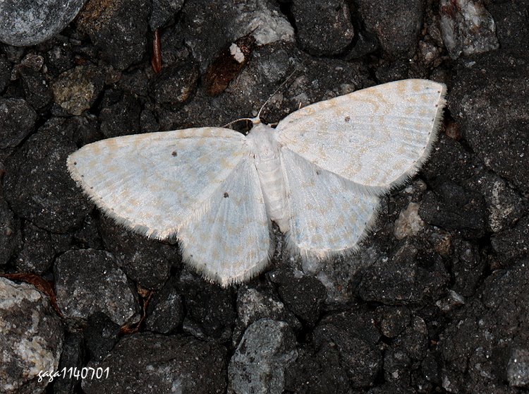  淡小姬尺蛾 Scopula ignobilis