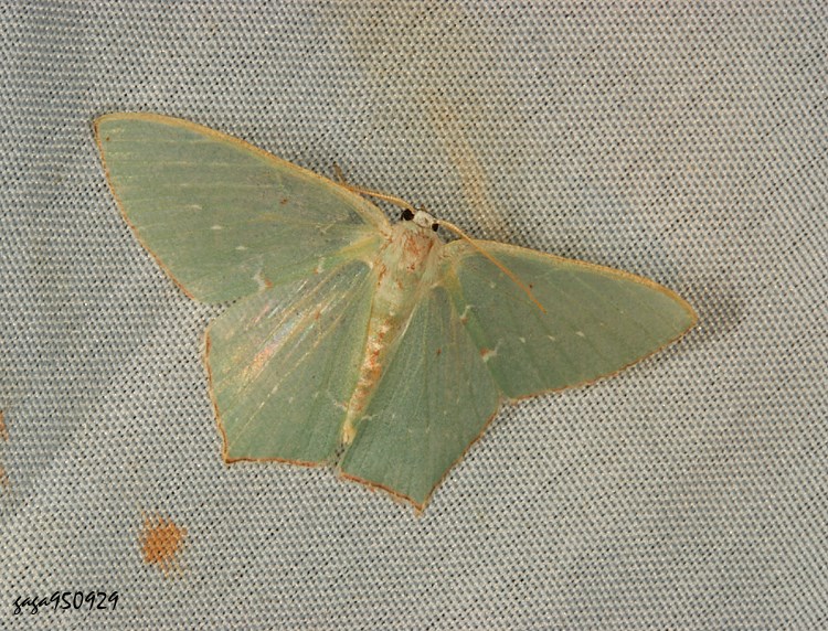 tL繮Cظ Hemistola simplex