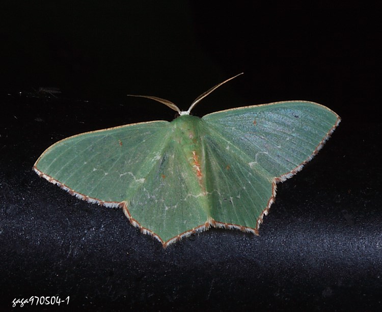 tL繮Cظ Hemistola simplex