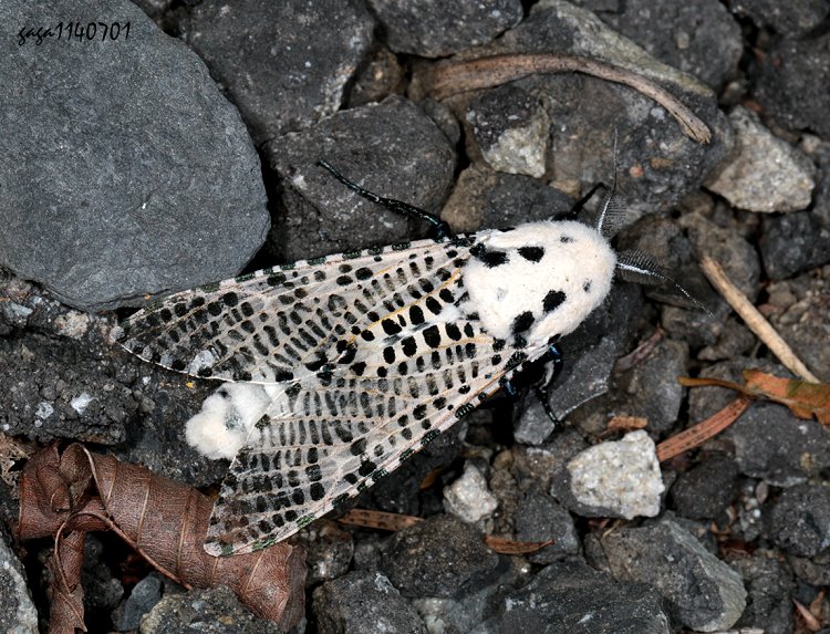大豹斑蠹蛾 Zeuzera multistrigata