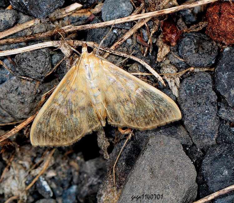 豆捲扇野螟 Patania ruralis