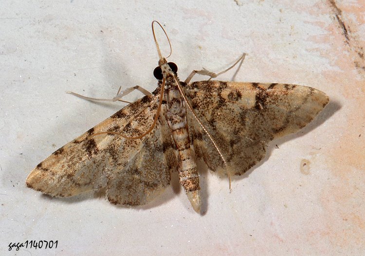 蝕葉野螟屬 Lamprosema sp.