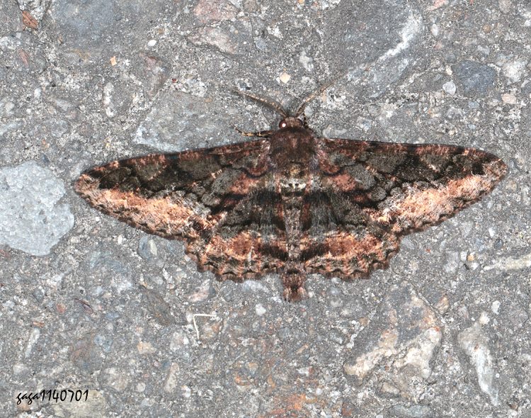 xWܤظ  Jankowskia taiwanensis
