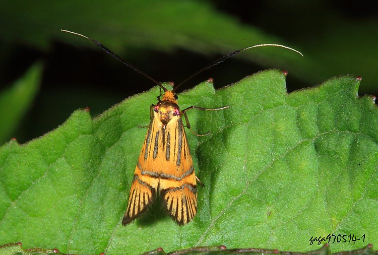  Nemophora polychorda