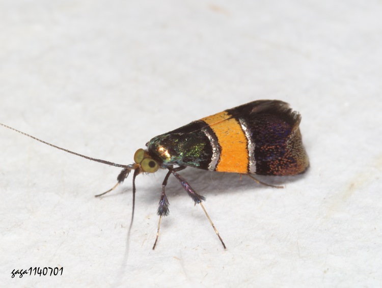 Nemophora rubrofascia 