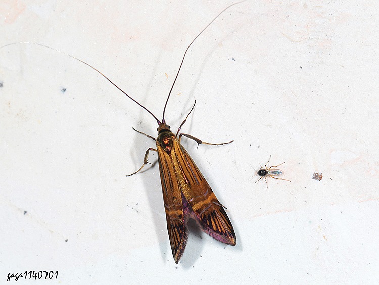  ya Nemophora uncella
