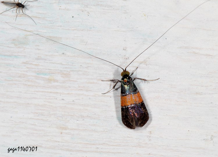 a Nemophora rubrofascia