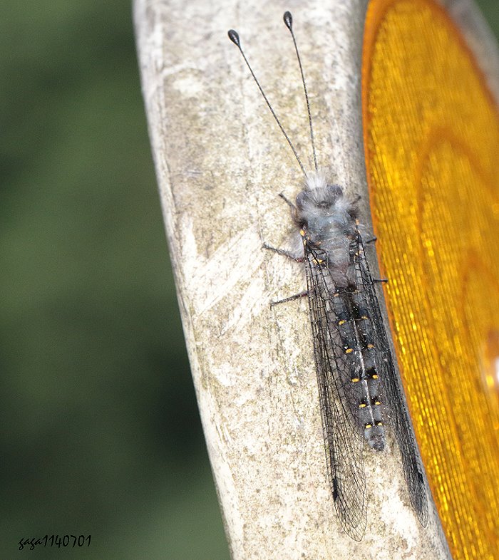 MȬ Ascalaphinae