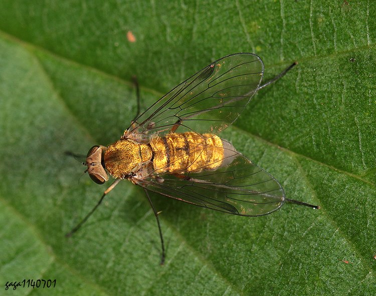 fj Chrysopilus  sp.