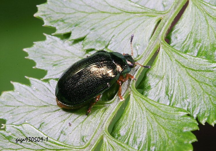  Plagiosterna aenea